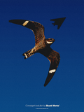 Nighthawk Poster